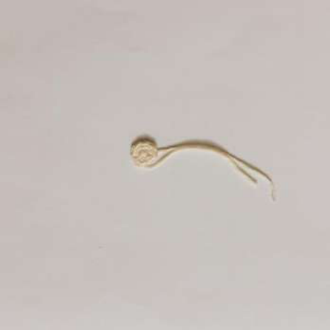 Crochet Flounder Head Progress 1